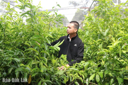 Biến "cây rừng" thành sản phẩm hàng hóa