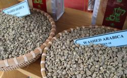 Giá cà phê hôm nay 13-2: Đỉnh điểm "100 năm mới có 1 lần"