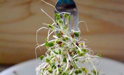 Một loại rau mầm chứa "thần dược" đẩy lùi bệnh tiểu đường