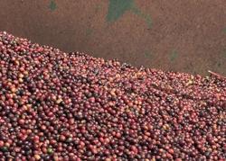 Giá cà phê hôm nay 15-2: Không thể tăng mãi