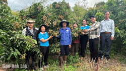 Trái ngọt từ... sỏi đá