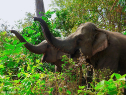 Lễ hội Cà phê Buôn Ma Thuột lần thứ 9 năm 2025: Kiến nghị điều chỉnh thời gian khai mạc Hội voi Buôn Đôn và đua thuyền độc mộc huyện Lắk