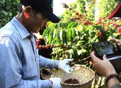 Giá cà phê hôm nay 22-2: Giá tăng, thủ phủ cà phê không tăng diện tích