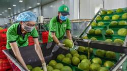 Nông sản xuất khẩu với khát vọng 100 tỷ USD – Bài cuối: Viết tiếp những kỳ tích