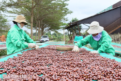 Kết nối và nâng tầm vị thế cà phê Việt Nam