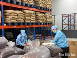 Đắk Lắk xuất khẩu thành công lô hàng vỏ cà phê Cascara đặc sản