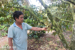 Mưa trái mùa, nông dân lo nếm trái “đắng”