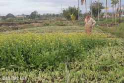 Giá rau giảm mạnh, nông dân thua lỗ