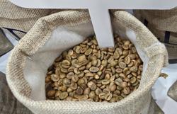 Giá cà phê hôm nay 27-2: Đà giảm chững lại