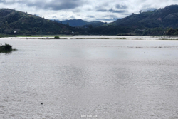 Huyện Lắk: Hơn 200 ha lúa vụ Đông Xuân bị ngập lụt