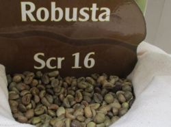 Giá cà phê hôm nay 28-2: Robusta mất mốc 5.400 USD/tấn