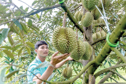 Sầu riêng “lên ngôi”