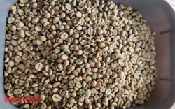 Giá cà phê hôm nay 4-2: Đua nhau bán ra khi giá lập đỉnh