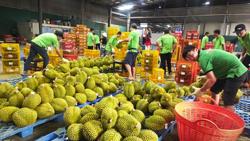 Lời giải cho xuất khẩu sầu riêng