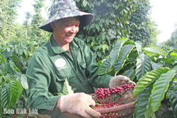 Hạnh phúc vững bền trên cao nguyên cà phê