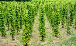 Tín hiệu tích cực từ xuất khẩu hồ tiêu