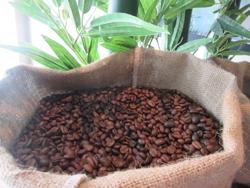 Giá cà phê hôm nay 11-3: Bật tăng trở lại