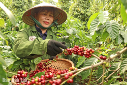 Tiên phong canh tác cà phê bền vững