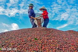 Khẳng định vị thế cà phê Việt Nam