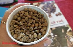 Giá cà phê hôm nay 13-3: Đi giật lùi