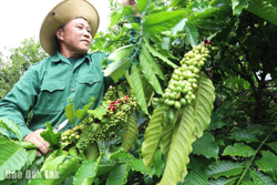 Hương cà phê, vị đời người