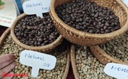 Giá cà phê hôm nay 15-3: Rớt cực mạnh