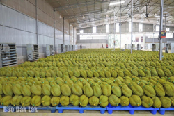 Krông Pắc - 50 năm vững bước