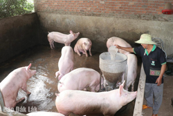 Khan hiếm heo giống, người chăn nuôi gặp khó