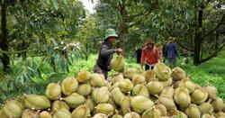 Rau quả xuất khẩu: Hóa giải điểm nghẽn để bứt phá