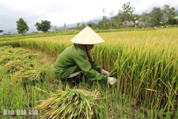 Huyện Krông Bông: Nhiều nông dân mất trắng vụ lúa đông xuân
