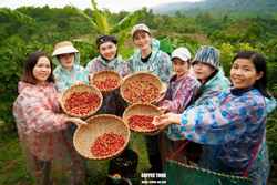 Kể chuyện cà phê Khe Sanh...