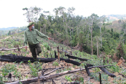 Cần kiên quyết, triệt để thu hồi đất lâm nghiệp bị lấn chiếm
