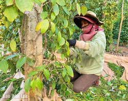 Nông dân phấn khởi vào vụ thu hoạch hồ tiêu
