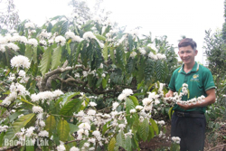 Hợp tác xã sản xuất cà phê nỗ lực "làm mới" mình