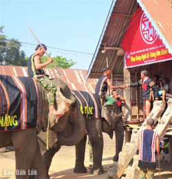 Độc đáo cách thuần dưỡng và nghi lễ cúng voi của người M’nông