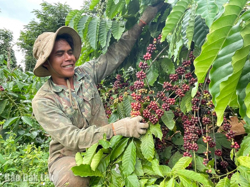 “Quả ngọt” từ văn hóa cà phê