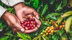 Cà phê Việt Nam tiếp đà tăng giá