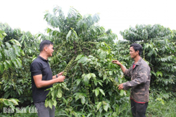Cùng nông dân phát triển cà phê bền vững