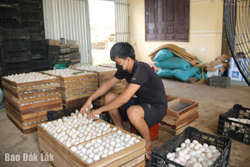 Người chăn nuôi gia cầm gặp nhiều khó khăn