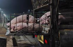 Giá heo hơi giảm sau chỉ đạo của Phó Thủ tướng