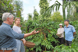 Phát triển chuỗi giá trị cà phê Đắk Lắk: Từ sản xuất đến xây dựng thương hiệu toàn cầu