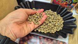 Giá cà phê hôm nay 8-3: Lại giảm tiếp và... chuyện lạ