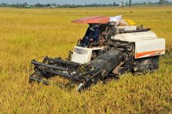 Giá lúa giảm nhưng nông dân vẫn có lời