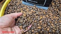 Giá cà phê hôm nay 1-4: Robusta giảm mạnh, thủng mốc quan trọng