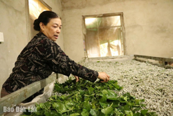 Huyện Krông Bông: Phát triển bền vững nghề trồng dâu nuôi tằm