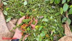 Giá tiêu hôm nay 10-4: Không nên bán tháo