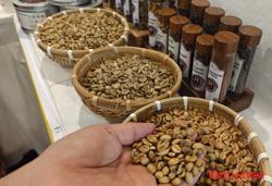 Giá cà phê hôm nay 11-4: Lúc tốt để mua vào?