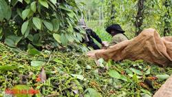 Giá tiêu hôm nay 11-4: Lội ngược dòng ngoạn mục