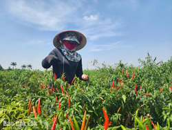 Nông dân trúng vụ ớt
