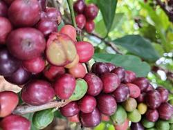 Giá cà phê hôm nay 14-4: "Thế lực" mới trên thị trường